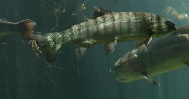 Rainbow Trout Salmo Gairdneri Fishes Swimming Freshwater Aquarium France Real — 图库视频影像