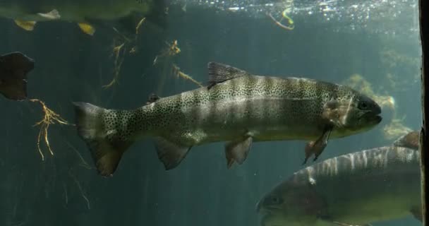 Rainbow Trout Salmo Gairdneri Fishes Swimming Freshwater Aquarium France Real — Stock Video