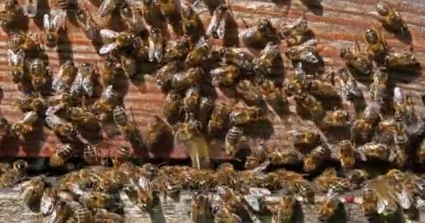 European Honey Bee Apis Mellifera Black Bees Standing Hive Entrance — Vídeo de Stock