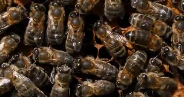 欧洲蜂蜜蜜蜂 工作在蜜蜂窝 蜜蜂蜂巢在诺曼底在法国 实时4K — 图库视频影像