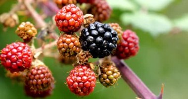 Bramble ve Wild Blackberry, Rubus sp., Fransa 'da Normandiya, Real Time 4K