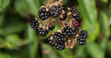 Bramble ve Wild Blackberry, Rubus sp., Fransa 'da Normandiya, Real Time 4K