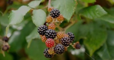 Bramble ve Wild Blackberry, Rubus sp., Fransa 'da Normandiya, Real Time 4K