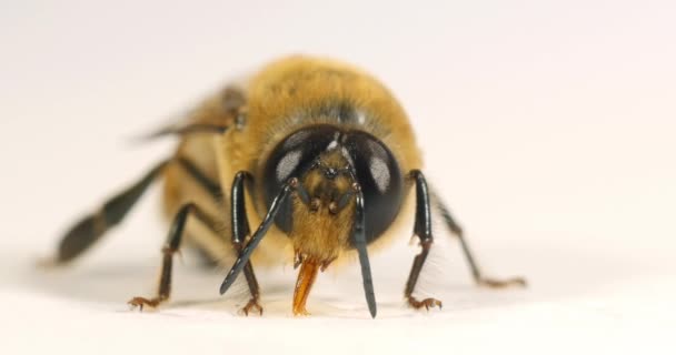 European Honey Bee Apis Mellifera Black Bee White Background Normandy — стокове відео