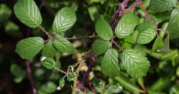 Bramble Wild Blackberry Rubus Normandië Frankrijk Real Time — Stockvideo