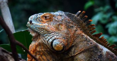 Yeşil İguana, iguana, Yetişkin Erkek Branch, Los Lianos, Venezuela 'da duruyor, Real Time 4K