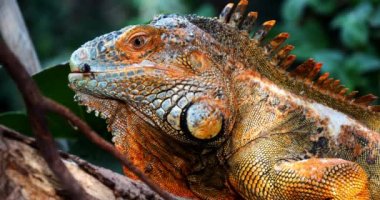 Yeşil İguana, iguana, Yetişkin Erkek Branch, Los Lianos, Venezuela 'da duruyor, Real Time 4K