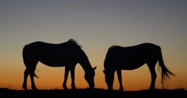 Camargue ya da Camarguais Horse at the Dunes at the Sunrise, Camargue in the South East of France, Les Saintes Maries de la Mer, Real Time 4K