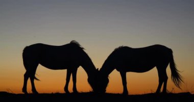 Camargue ya da Camarguais Horse at the Dunes at the Sunrise, Camargue in the South East of France, Les Saintes Maries de la Mer, Real Time 4K
