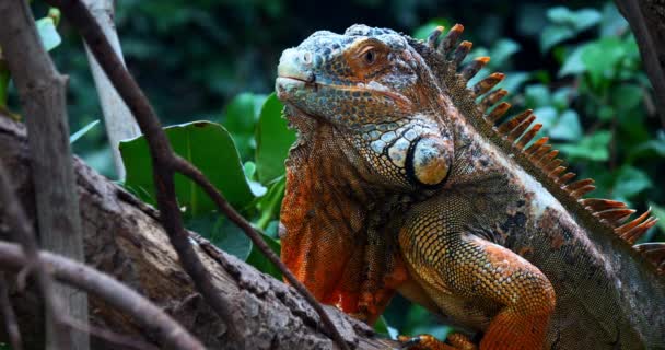 Iguana Verde Iguana Iguana Adulto Masculino Filial Los Lianos Venezuela — Vídeo de Stock