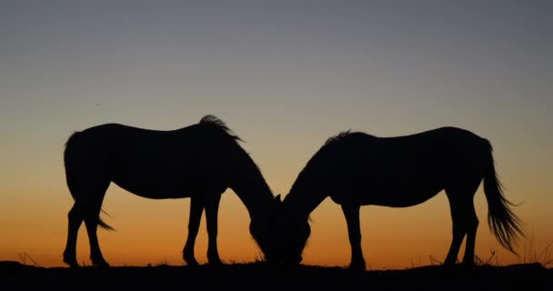 Camargue Lub Camarguais Koń Wydmach Wschodzie Słońca Camargue Południowo Wschodniej — Wideo stockowe