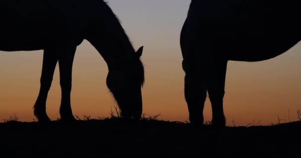 Camargue Camarguais Paard Duinen Bij Zonsopgang Camargue Het Zuidoosten Van — Stockvideo