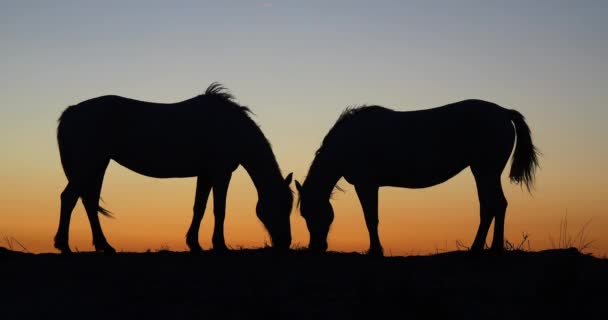 Camargue Oder Camarguais Pferd Den Dünen Bei Sonnenaufgang Camargue Südosten — Stockvideo