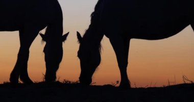 Camargue ya da Camarguais Horse at the Dunes at the Sunrise, Camargue in the South East of France, Les Saintes Maries de la Mer, Real Time 4K