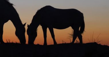 Camargue ya da Camarguais Horse at the Dunes at the Sunrise, Camargue in the South East of France, Les Saintes Maries de la Mer, Real Time 4K