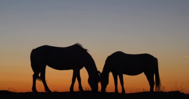 Camargue Atau Camarguais Kuda Dunes Sunrise Camargue Tenggara Perancis Les — Stok Video