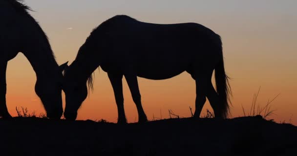 Camargue Lub Camarguais Koń Wydmach Wschodzie Słońca Camargue Południowo Wschodniej — Wideo stockowe