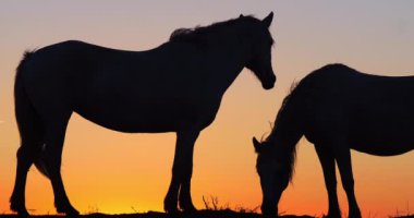 Camargue ya da Camarguais Horse at the Dunes at the Sunrise, Camargue in the South East of France, Les Saintes Maries de la Mer, Real Time 4K