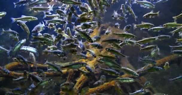 Minnow Phoxinus Phoxinus Fischschule Süßwasseraquarium Frankreich Echtzeit — Stockvideo