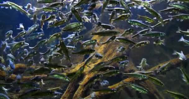 Minnow Phoxinus Phoxinus Szkoła Ryb Akwarium Słodkowodnym Francja Real Time — Wideo stockowe
