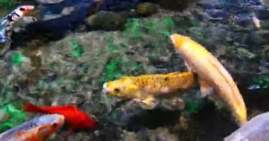 Koi Carp, cyprinus carpio, Yetişkinler Fransa 'da bir tatlı su akvaryumunda yüzüyor, Real Time 4K