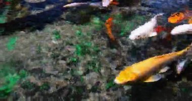 Koi Carp, cyprinus carpio, Yetişkinler Fransa 'da bir tatlı su akvaryumunda yüzüyor, Real Time 4K