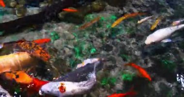 Koi Carp, cyprinus carpio, Yetişkinler Fransa 'da bir tatlı su akvaryumunda yüzüyor, Real Time 4K