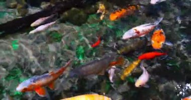 Koi Carp, cyprinus carpio, Yetişkinler Fransa 'da bir tatlı su akvaryumunda yüzüyor, Real Time 4K