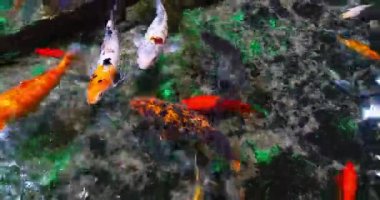 Koi Carp, cyprinus carpio, Yetişkinler Fransa 'da bir tatlı su akvaryumunda yüzüyor, Real Time 4K