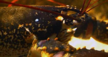 Istakoz, homarus gammarus, Head Up, Adult in a Seawater Acquarium in France, Real Time 4K