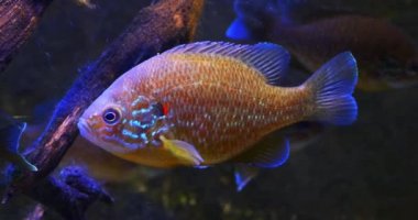 Kabak tohumu güneş balığı, lepomis gibbosus, Fransa 'da bir tatlı suda yetişkin yüzüşü, gerçek zamanlı 4K