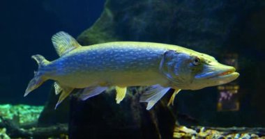 Northern Pike, esox lucius, Adult Swimming Fransa 'da Tatlı Su Akvaryumu, Real Time 4K