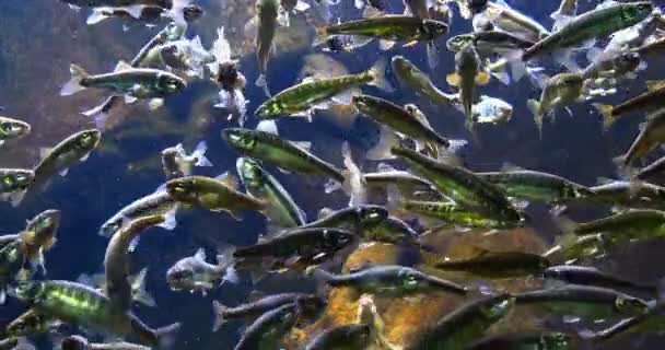 Minnow Phoxinus Phoxinus Fischschule Süßwasseraquarium Frankreich Echtzeit — Stockvideo