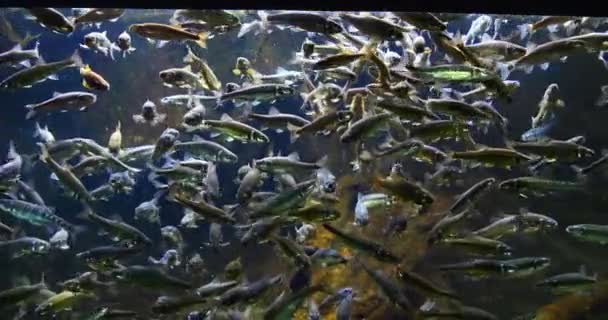 Minnow Phoxinus Phoxinus Szkoła Ryb Akwarium Słodkowodnym Francja Real Time — Wideo stockowe