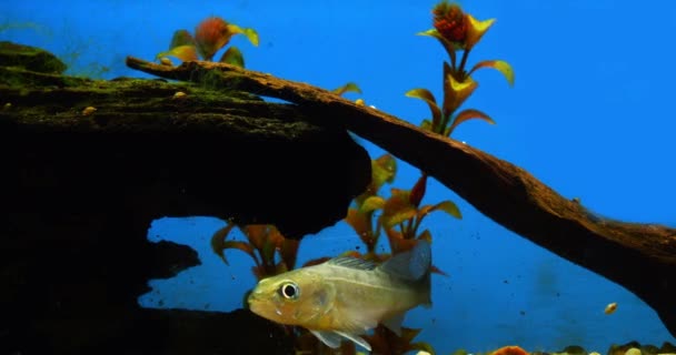 Zander Stizostedion Lucioperca Genç Balık Fransa Bir Tatlı Akvaryumunda Yüzüyor — Stok video
