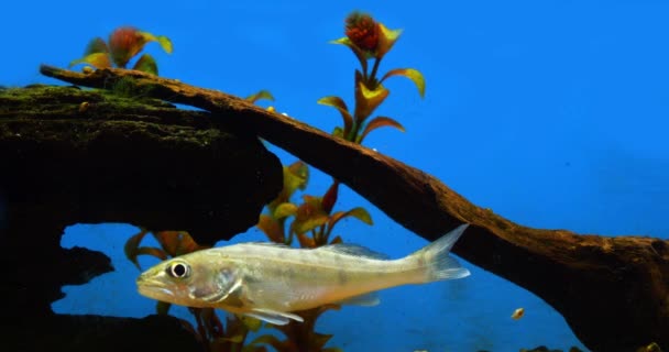 Zander Stizostedion Lucioperca Young Fish Úszás Egy Édesvízi Akváriumban Franciaországban — Stock videók