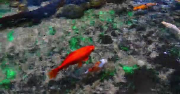 Koi Carp Cyprinus Carpio Dospělí Plavání Sladkovodním Akváriu Francii Real — Stock video