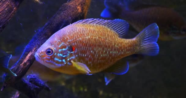 Σπόροι Κολοκύθας Sunfish Lepomis Gibbosus Adult Swimming Freshwater France Real — Αρχείο Βίντεο