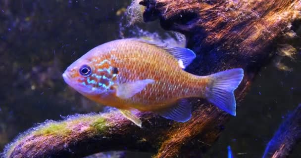 Pumpkinseed Sunfish Lepomis Gibbosus Adult Swimming Freshwater France Real Time — Stok Video