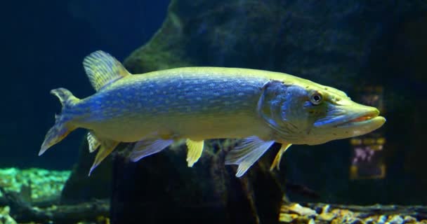 Nördlicher Hecht Esox Lucius Erwachsenenschwimmen Süßwasseraquarium Frankreich Echtzeit — Stockvideo