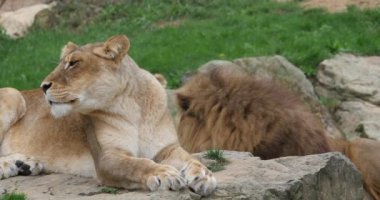 Afrika Aslanı, Panthera Leo, Tek Erkek ve Kadınlı Grup, Real Time 4K