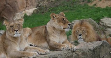 Afrika Aslanı, Panthera Leo, Tek Erkek ve Kadınlı Grup, Real Time 4K