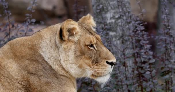 Leão Africano Pantera Leo Retrato Feminino Tempo Real — Vídeo de Stock