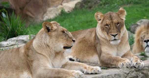 非洲狮子 美洲豹 一男一女 实时4K组 — 图库视频影像