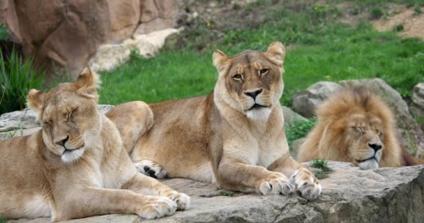 León Africano Panthera Leo Grupo Con Macho Una Hembra Tiempo — Vídeos de Stock