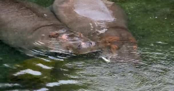Hipopótamo Anfibio Hipopótamo Pareja Pie Río Durmiendo Tiempo Real — Vídeos de Stock