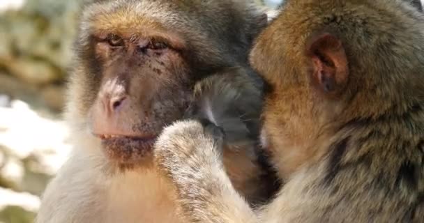 Barbary Macaque Macaca Pair Grooming Real Time — 비디오
