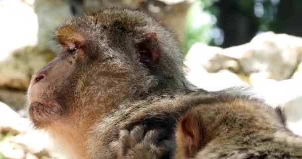 Barbary Macaque Macaca Sylvana Péče Páry Real Time — Stock video