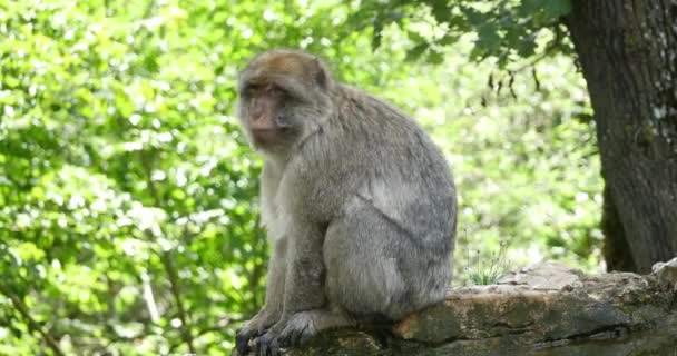 Barbary Macaque Macaca Sylvana Adult Standing Branch Real Time — 图库视频影像