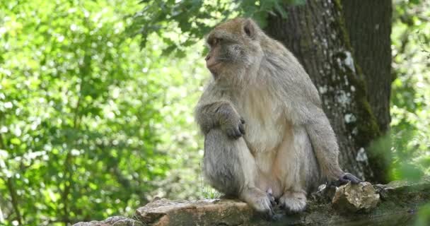 Barbary Macaque Macaca Sylvana Adulto Pie Rama Tiempo Real — Vídeos de Stock